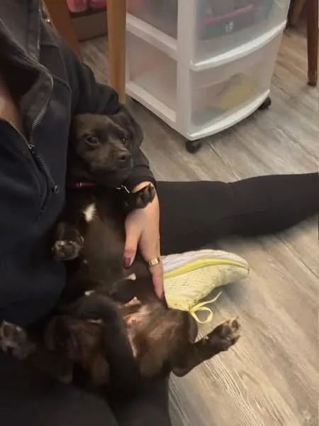 Morticia thumbnail 3