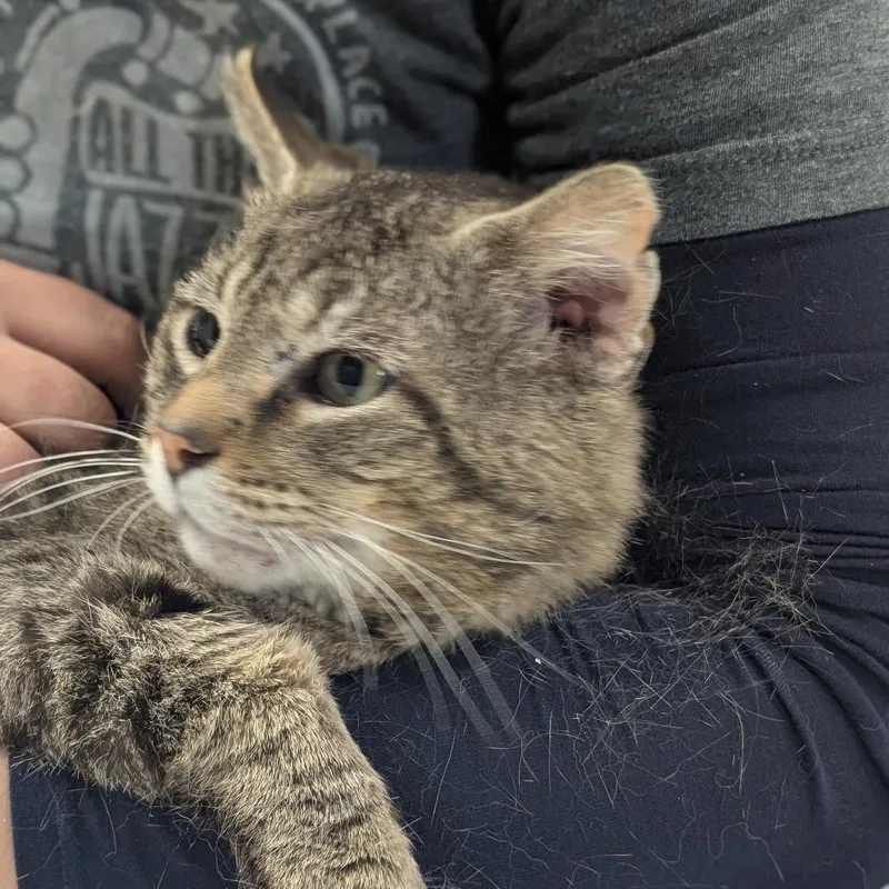A senior large-sized male Brown / Chocolate Domestic Short Hair cat named Roscoe for adoption in Peoria, IL