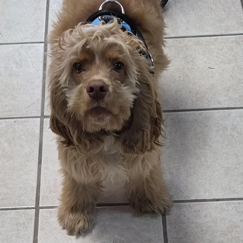 A young medium-sized male Brown / Chocolate Cocker Spaniel dog named Percy for adoption in Camden, DE