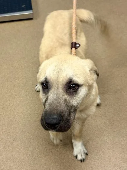 A young medium-sized male Mixed Breed dog named Rocko for adoption in Chamblee, GA