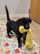 Sweet Pea thumbnail 2