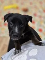 Sweet Pea thumbnail 3