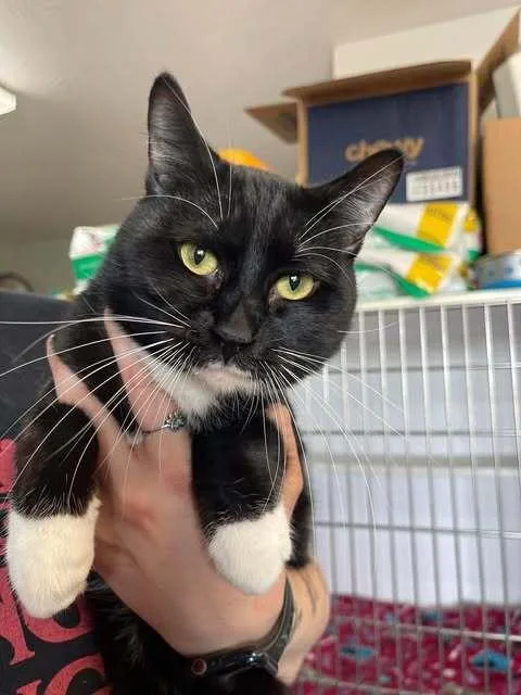 A young medium-sized male Domestic Short Hair cat named Gustavo for adoption in Bolivar, MO