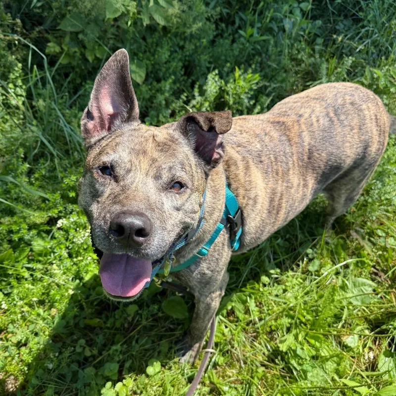 A senior large-sized male Brown / Chocolate Mixed Breed dog named Quentin for adoption in Bangall, NY