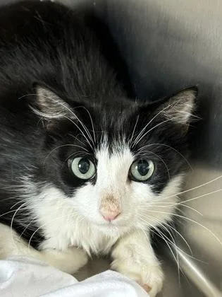An adult medium-sized female Domestic Short Hair cat named Kawasaki for adoption in West Chester, PA