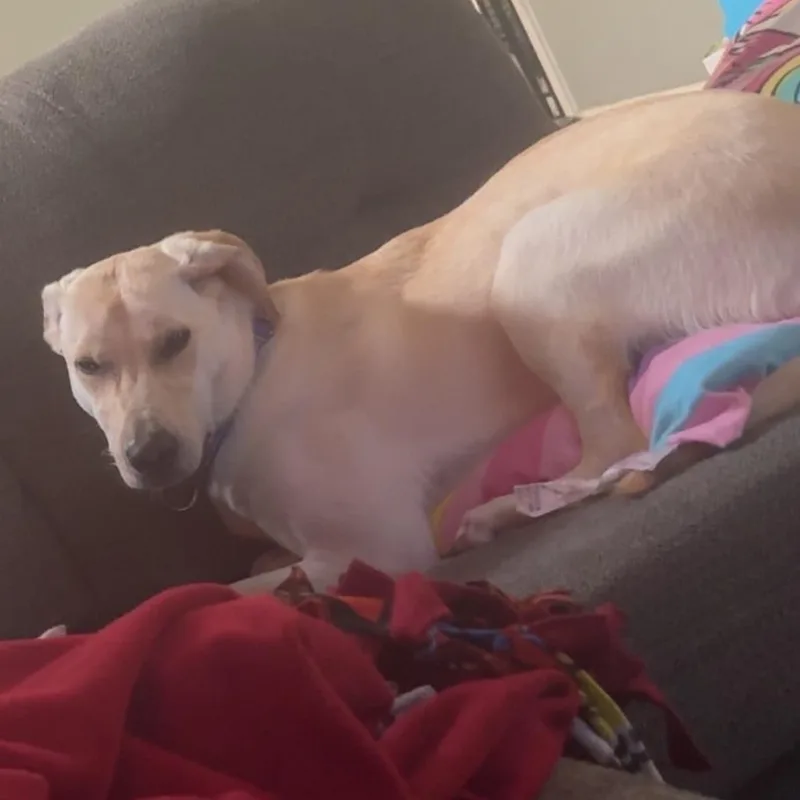 A young medium-sized female Yellow / Tan / Blond / Fawn Hound dog named Miss Ma'am for adoption in Dayton, OH