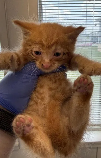 A baby small-sized male Domestic Medium Hair cat named Tumbleweed for adoption in Lafayette, IN