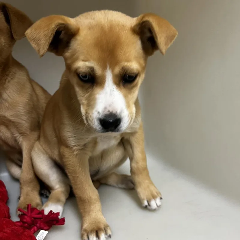 A baby small-sized female Red / Chestnut / Orange Labrador Retriever dog named Josephine for adoption in Birmingham, AL