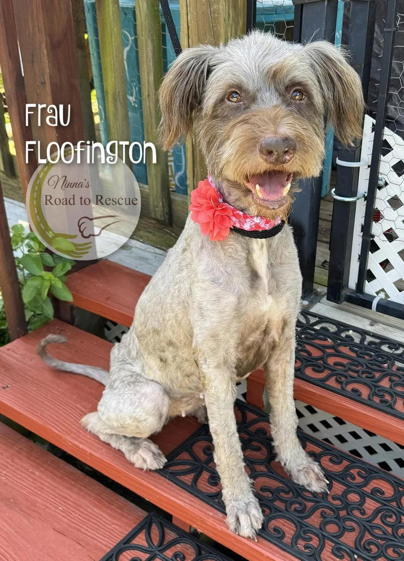 Frau Floofington thumbnail 2
