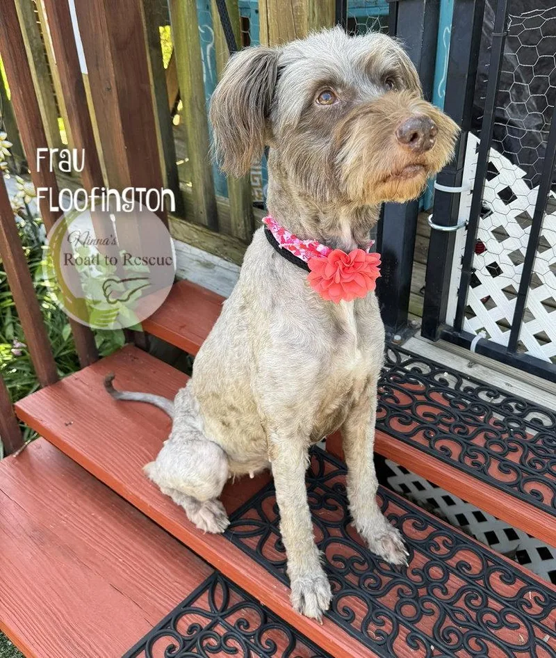 Frau Floofington thumbnail 3