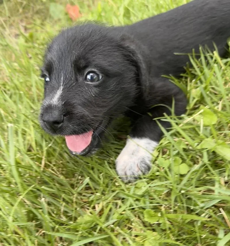 A baby large-sized male Tricolor (Brown, Black, & White) Hound dog named Brisket for adoption in Irwin, PA