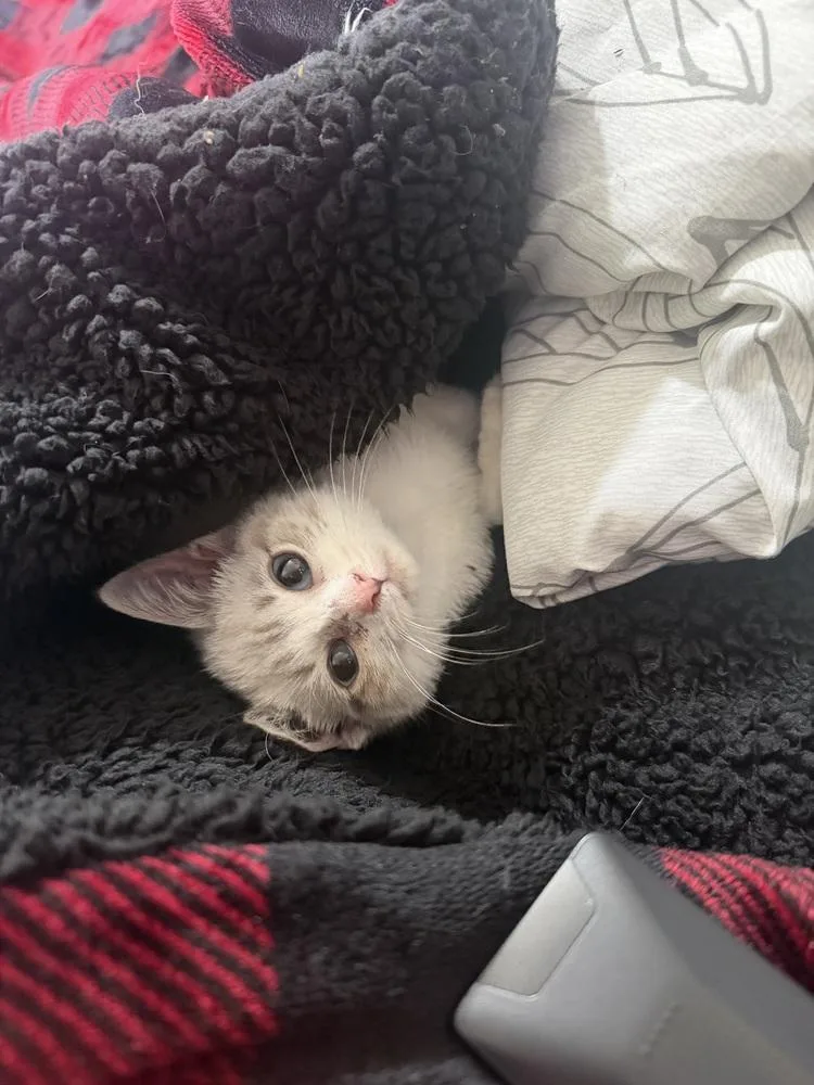 A baby small-sized male Siamese cat named Oliver B for adoption in Albany, WI
