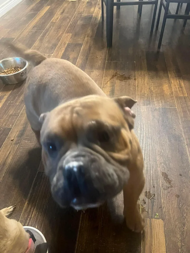 A young medium-sized male English Bulldog dog named Spanky for adoption in Arlee, MT