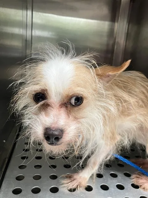 An adult small-sized male Mixed Breed dog named Parker for adoption in Dallas, TX