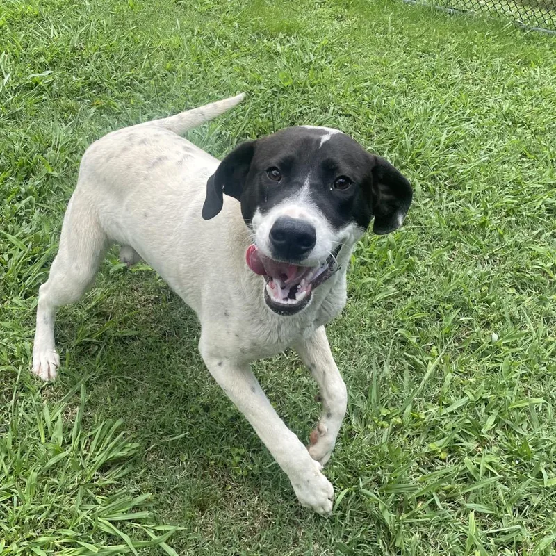 A young medium-sized male White / Cream Mixed Breed dog named Dirty Dan for adoption in Chattanooga, TN