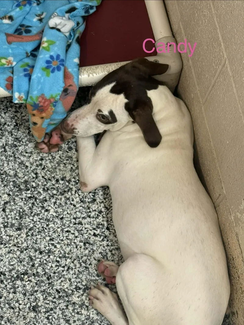 A young medium-sized female Pointer dog named Candy for adoption in Fayetteville, WV