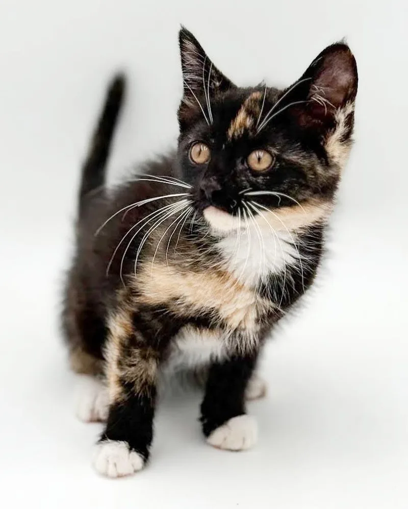 A baby small-sized female Calico cat named Pebbles is truly purrfect for adoption in Bedford Hills, NY