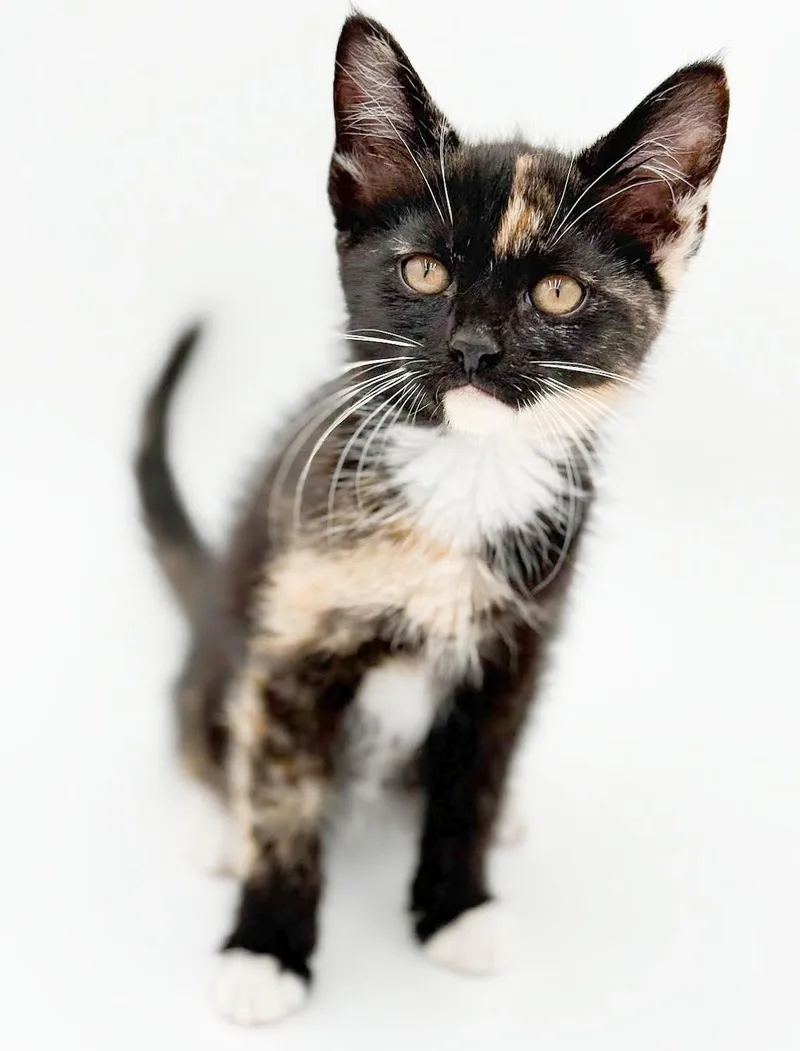 Pebbles is truly purrfect thumbnail 2