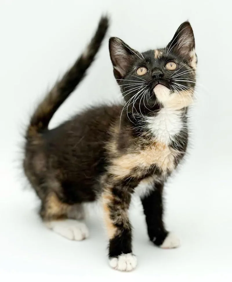 Pebbles is truly purrfect thumbnail 3