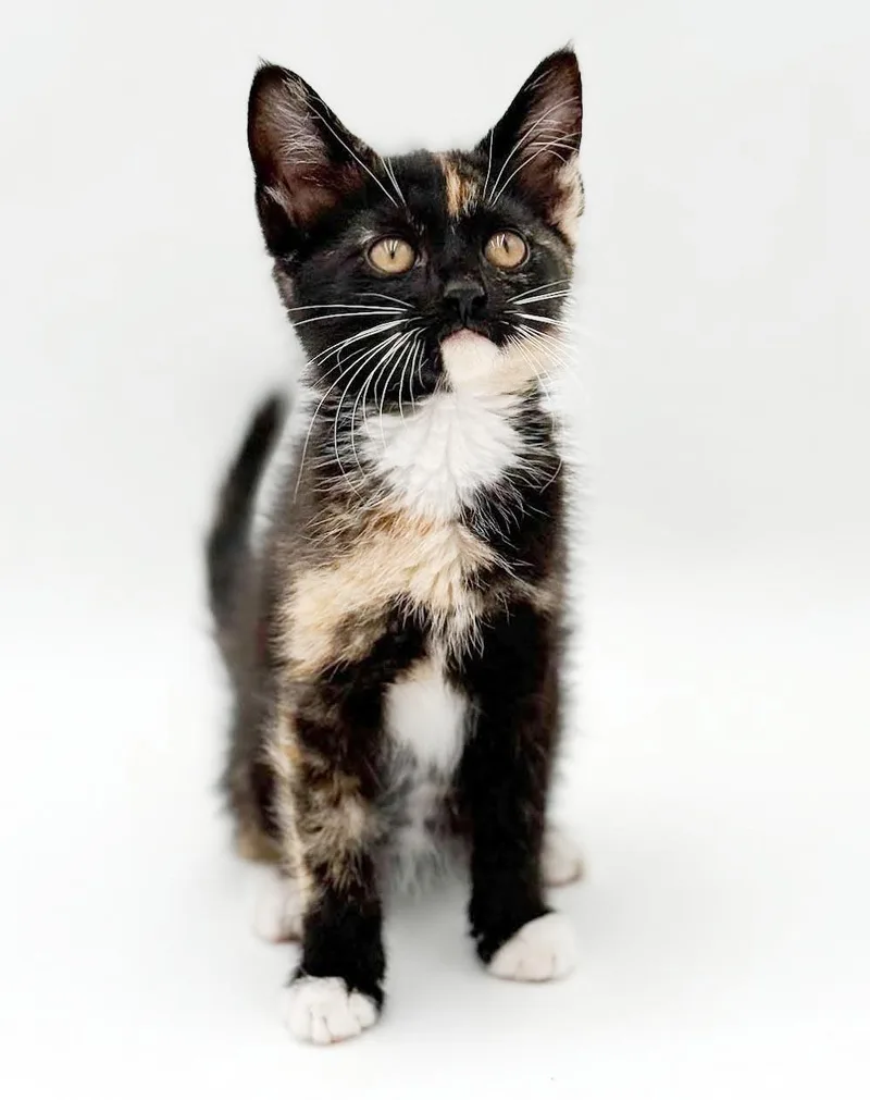 Pebbles is truly purrfect thumbnail 4
