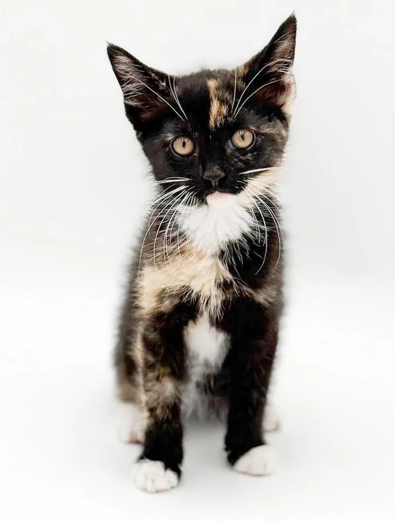 Pebbles is truly purrfect thumbnail 5