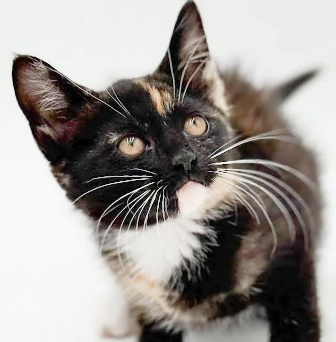 Pebbles is truly purrfect thumbnail 6