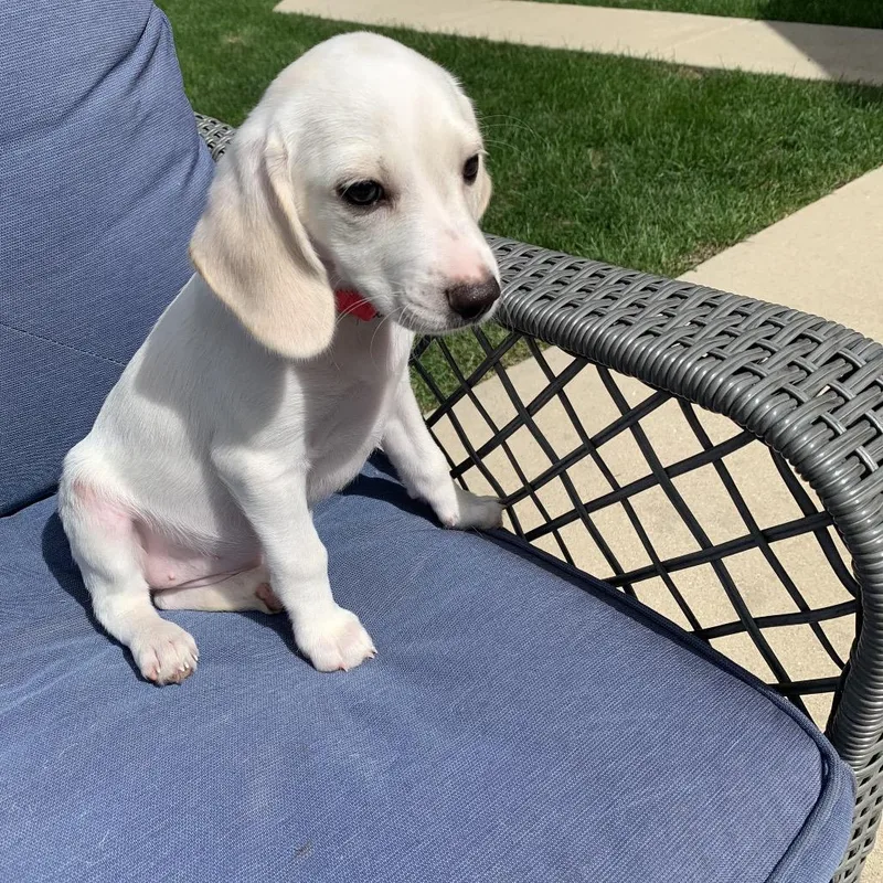 A baby medium-sized female Beagle dog named Praline for adoption in Joliet, IL