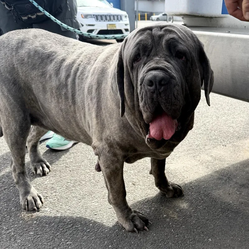 An adult extra large-sized female Gray / Blue / Silver Cane Corso dog named Lil Mama for adoption in Newark, NJ