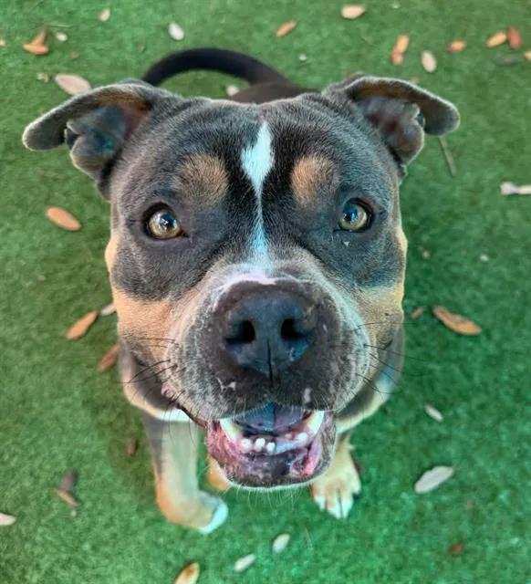 An adult medium-sized male Mixed Breed dog named Michael Scott for adoption in Palmetto, FL