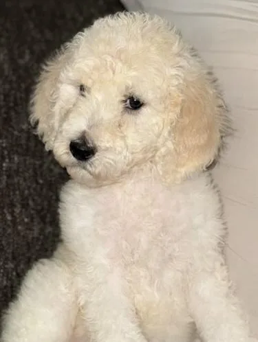 Chloe