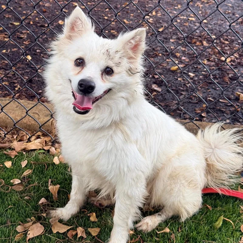 An adult small-sized female American Eskimo Dog dog named Daphne for adoption in Lauderhill, FL