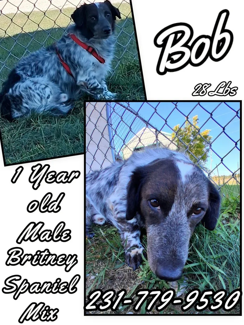 A young medium-sized male Brittany Spaniel dog named Bob for adoption in Cadillac, MI