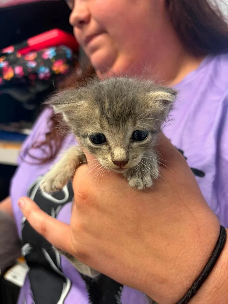 A baby medium-sized female Domestic Short Hair cat named ? for adoption in Republic, MO