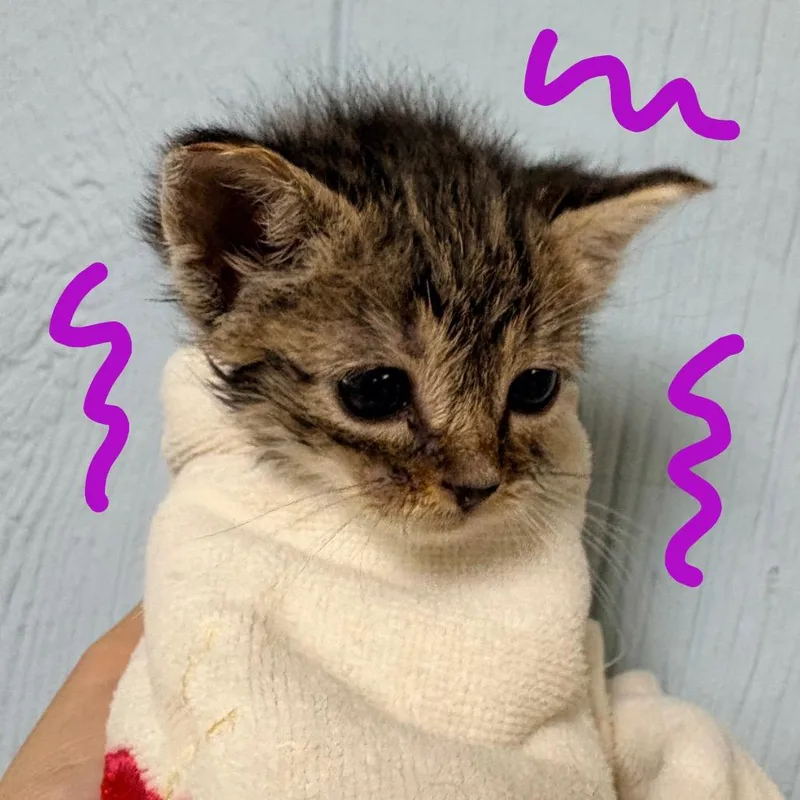 A baby small-sized male Gray / Blue / Silver Domestic Short Hair cat named Angelo for adoption in Clarksville, AR
