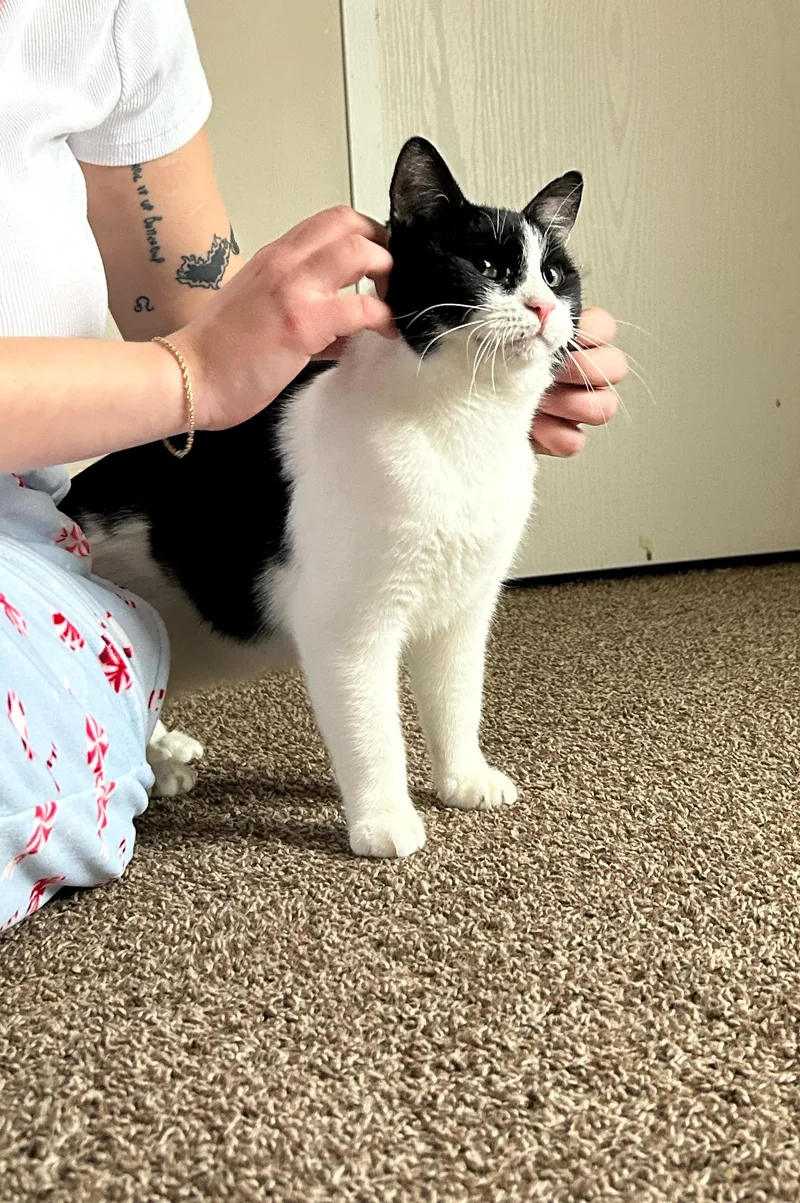 Mister Biscuits thumbnail 2