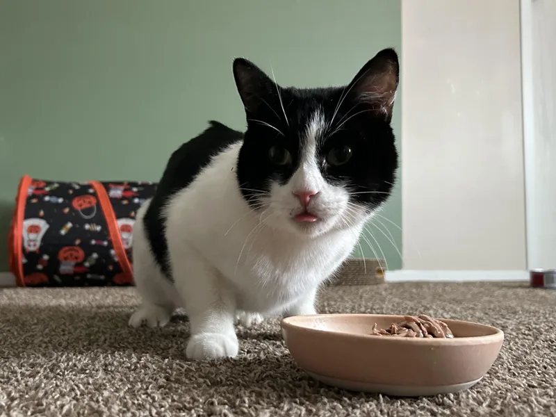 Mister Biscuits thumbnail 4