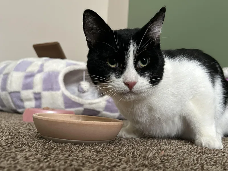 Mister Biscuits thumbnail 5