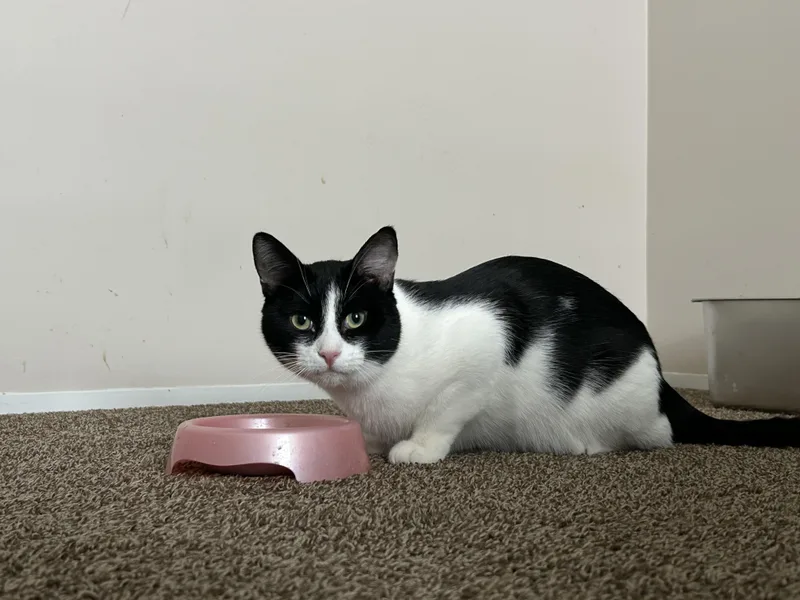 Mister Biscuits thumbnail 6