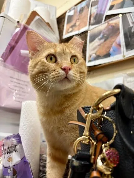 Marmalade