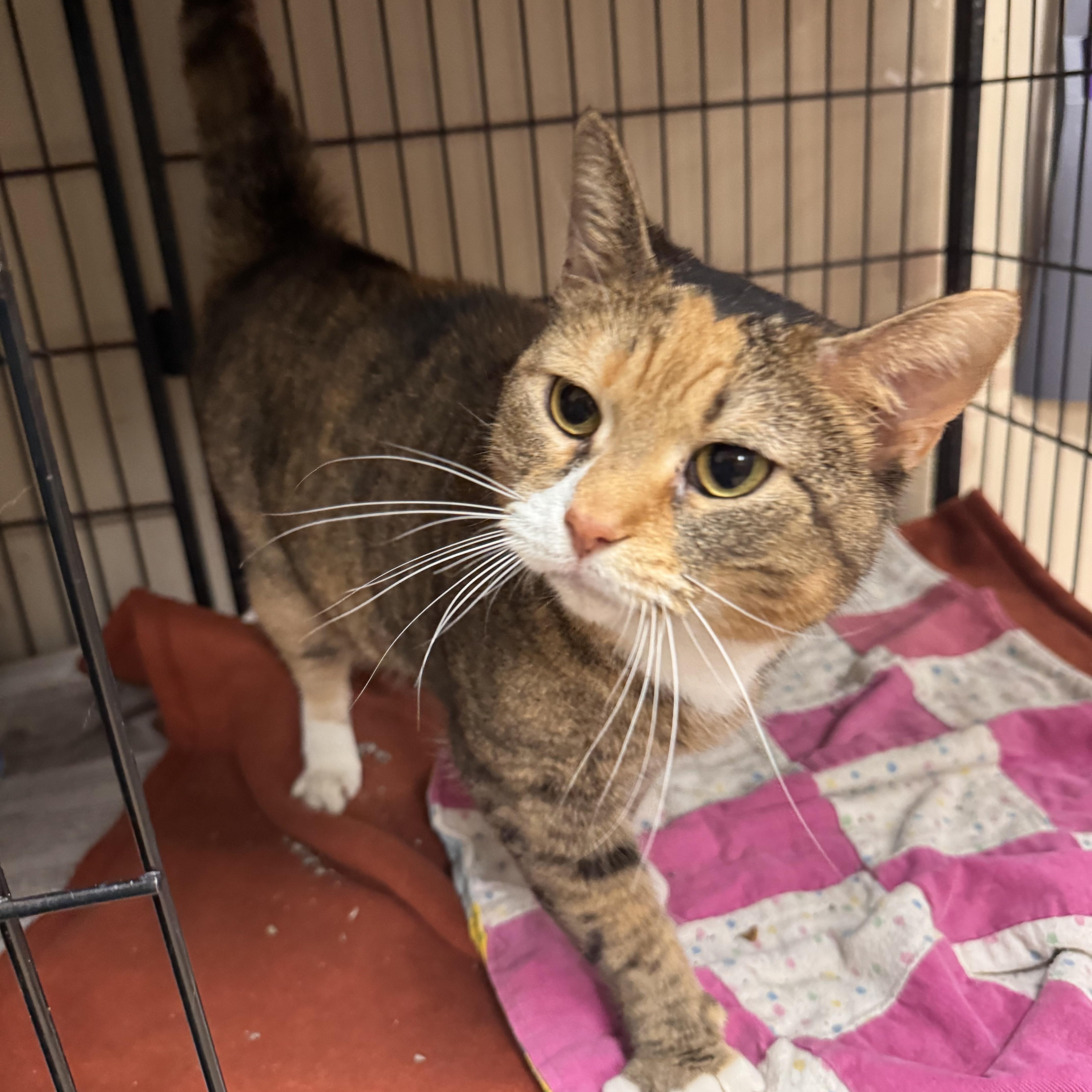 An adult medium-sized female Calico Domestic Short Hair cat named Reese for adoption in Logan, OH