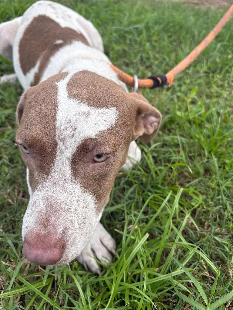 A baby medium-sized female Terrier dog named Jolina for adoption in Wauchula, FL