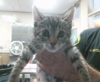 A baby small-sized female Domestic Short Hair cat named Bubbles for adoption in Sacramento, CA