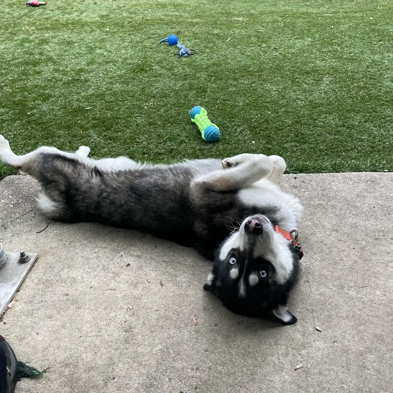 A young medium-sized female Black Husky dog named Auri for adoption in Greenbelt, MD