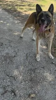 An adult large-sized male Mixed Breed dog named Turbo for adoption in Dallas, TX