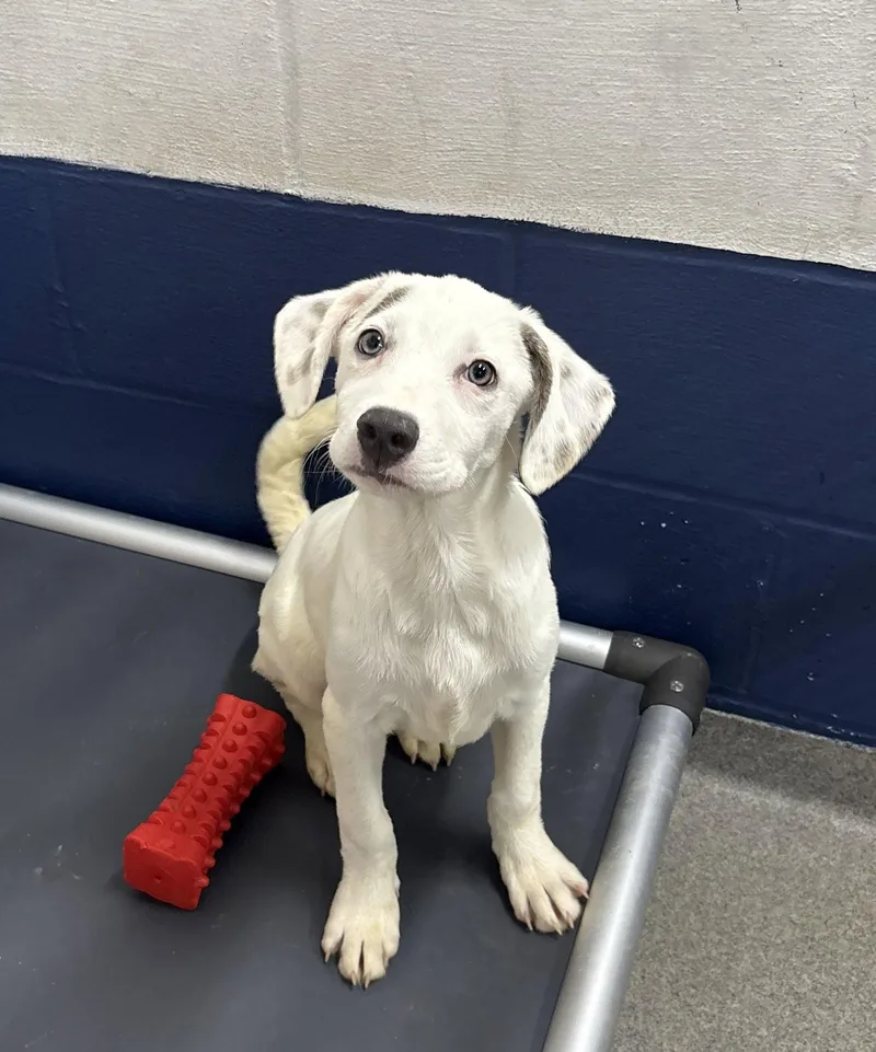 A young medium-sized female Mixed Breed dog named Yeti  Months Female for adoption in Sterling, MA