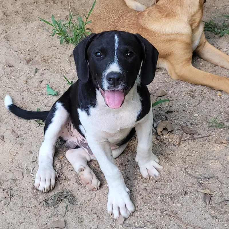 A baby small-sized male Black Hound dog named Linus for adoption in Jena, LA