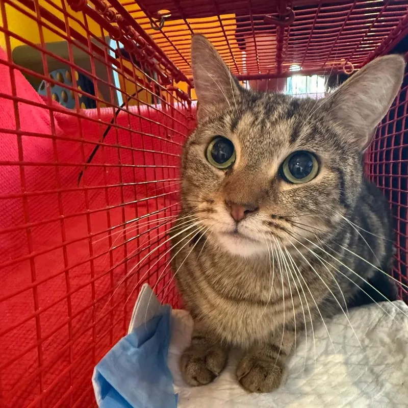 An adult medium-sized male Domestic Short Hair cat named Eugenesemi feral for adoption in Howard beach, NY