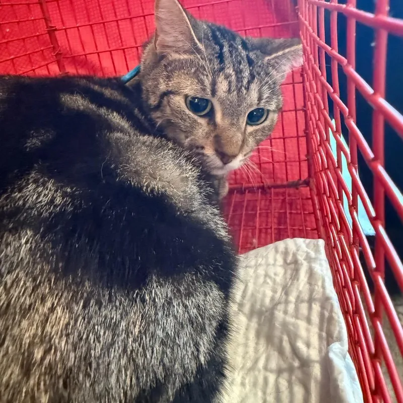 Eugenesemi feral thumbnail 2