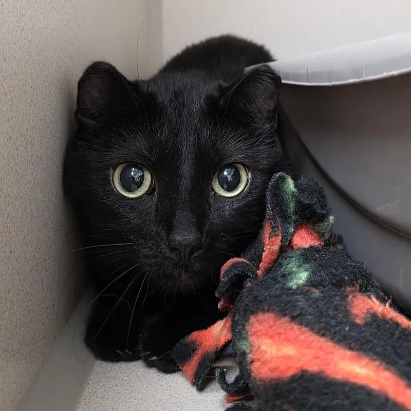 An adult large-sized female Black Domestic Short Hair cat named Sue for adoption in Great Falls, MT