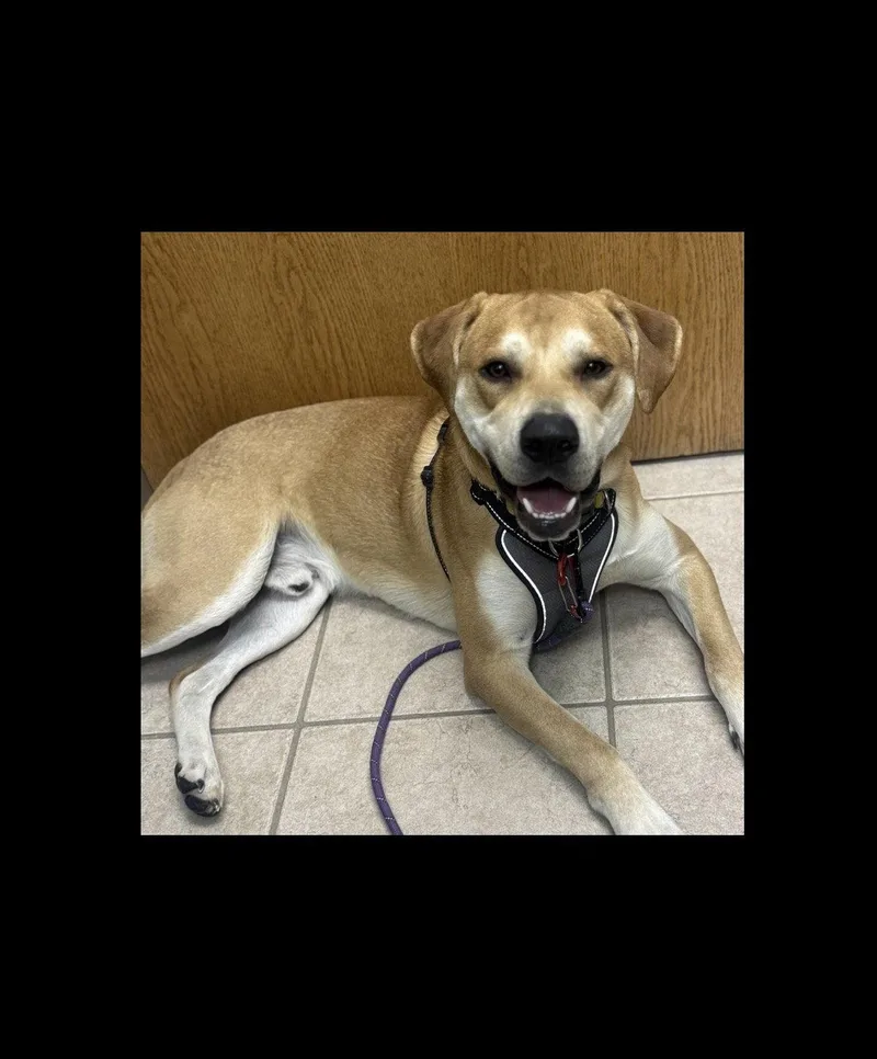 An adult large-sized male Labrador Retriever dog named Phoenix CL for adoption in Kansas City, MO